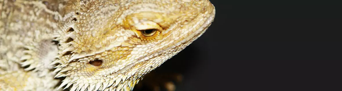 Vogelpraxis & Exotenpraxis