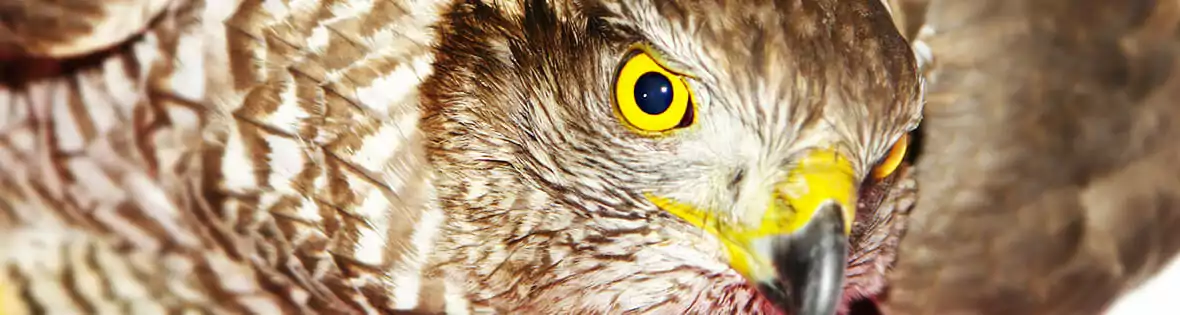 Vogelpraxis & Exotenpraxis