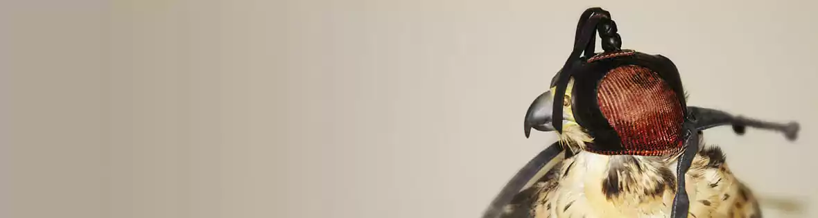 Vogelpraxis & Exotenpraxis