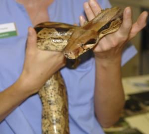Stellenangebote Reptilien TFA Tierarzt Tierärztin